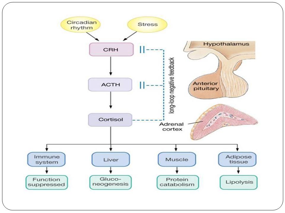 the stress hormone mystery hormone 5 cortisol what is cortisol a how cortisol works