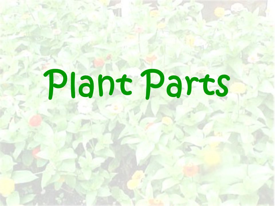Plant Parts