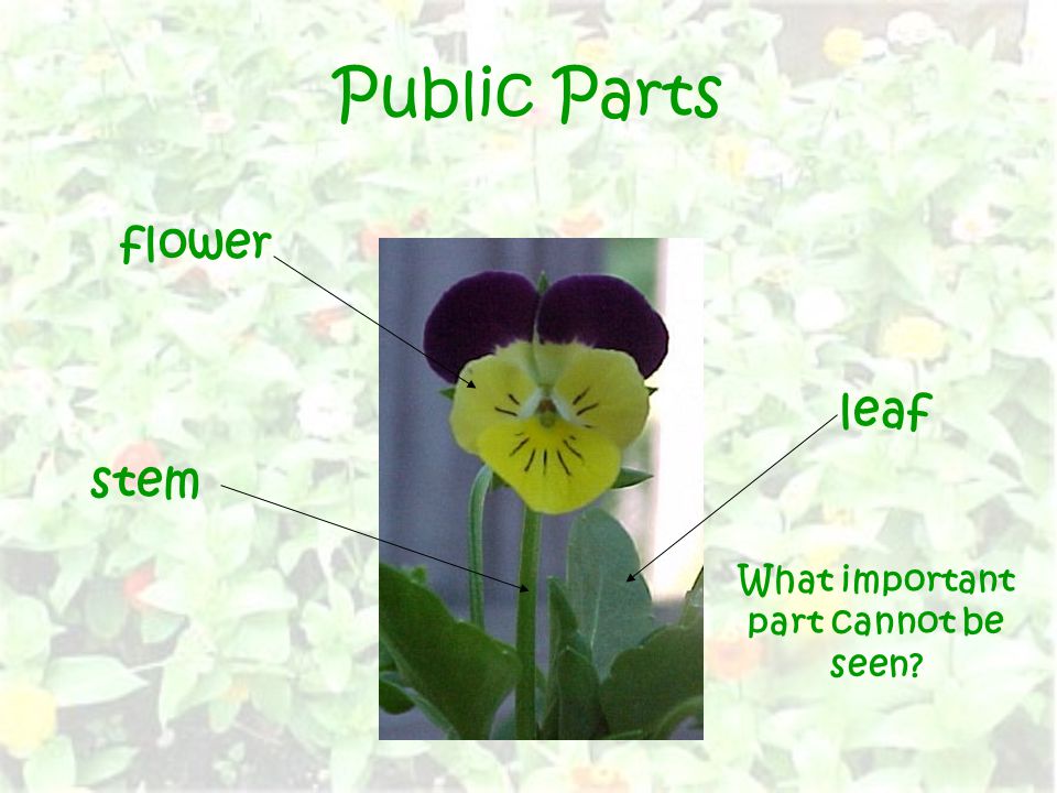 Public Parts flower leaf stem What important part cannot be seen