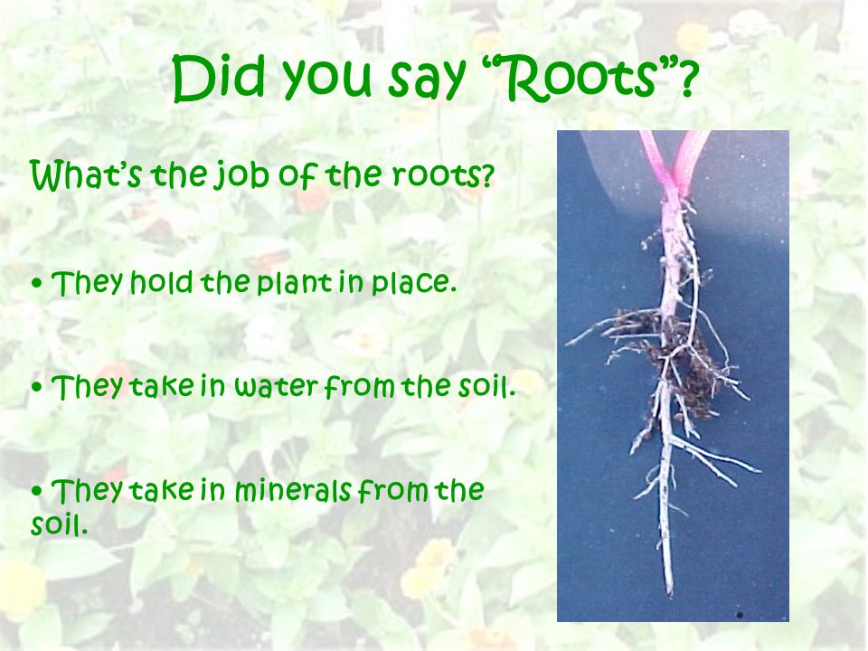 Did you say Roots . What’s the job of the roots.