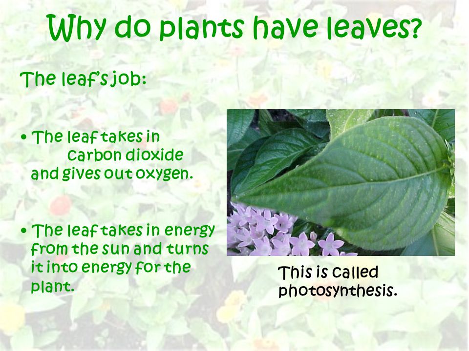 Why do plants have leaves. The leaf’s job: The leaf takes in carbon dioxide and gives out oxygen.