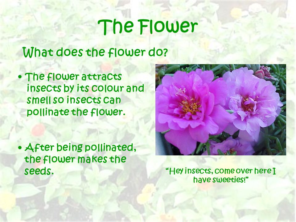 The Flower The flower attracts insects by its colour and smell so insects can pollinate the flower.