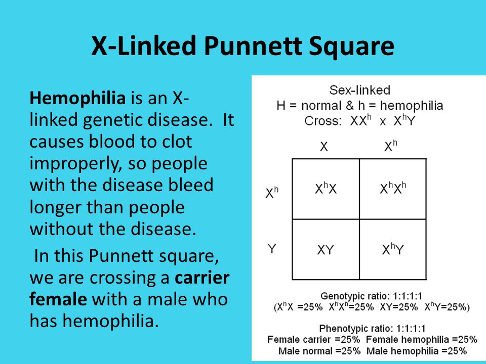 Worksheets Sex Linked Punnett Square Worksheet do now answer the questions below in your notebookbinder x linked punnett square hemophilia is an genetic disease it causes