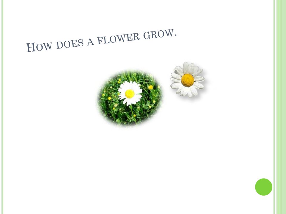 H OW DOES A FLOWER GROW.