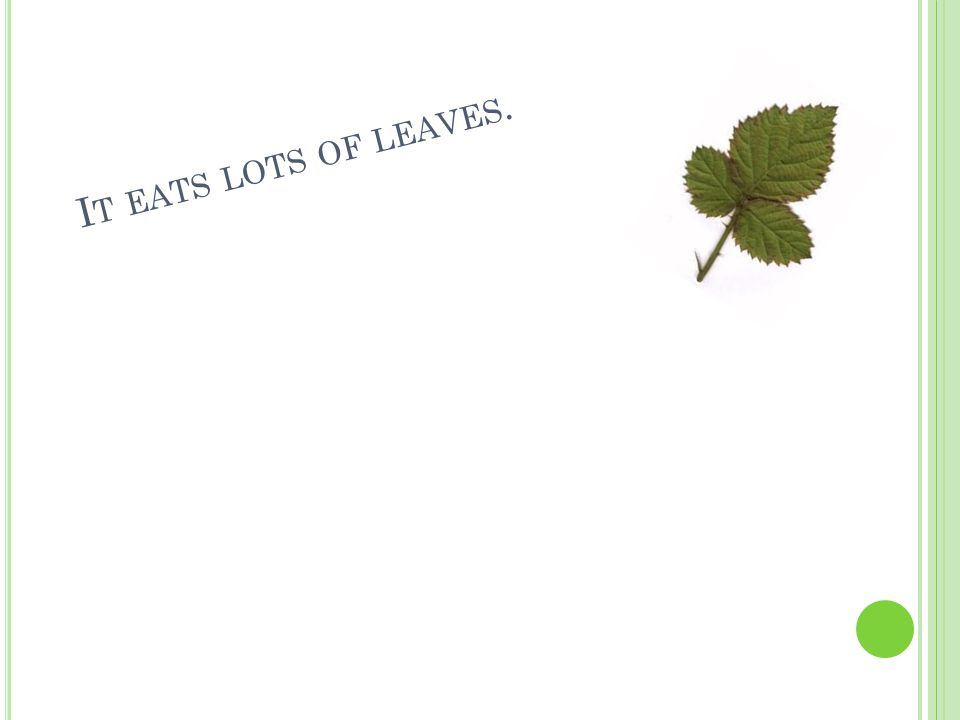 I T EATS LOTS OF LEAVES.