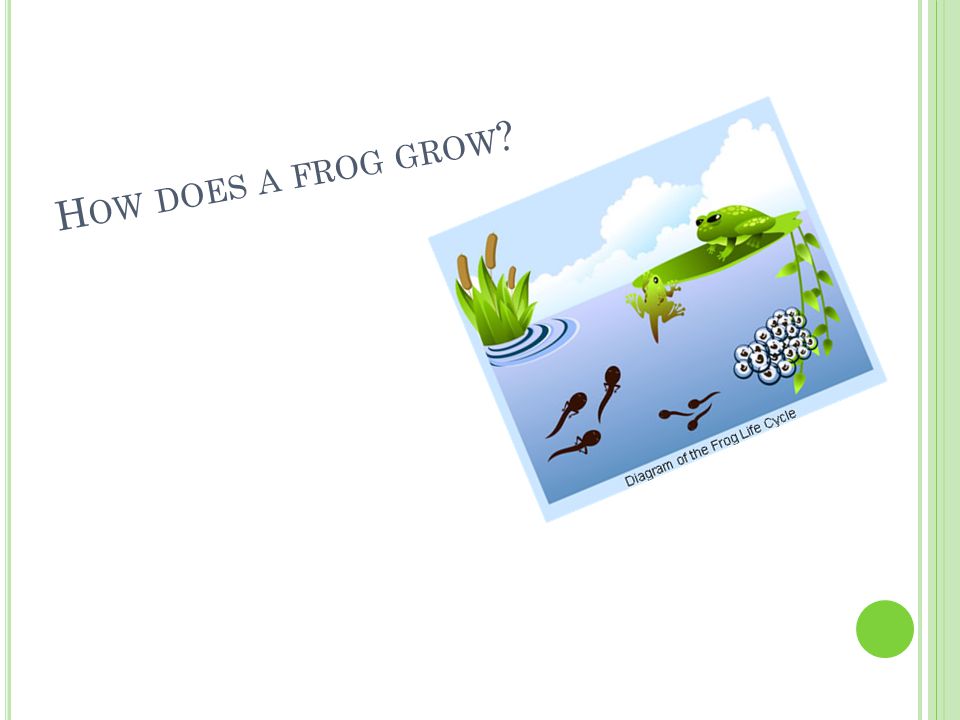 H OW DOES A FROG GROW