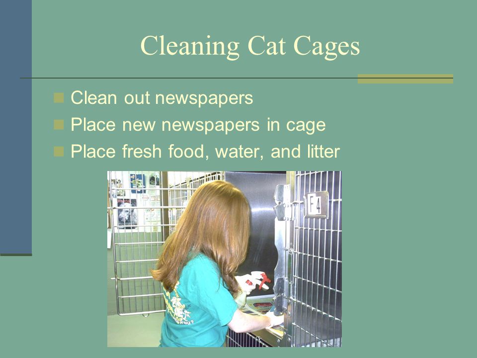Cleaning Cat Cages Clean out newspapers Place new newspapers in cage Place fresh food, water, and litter