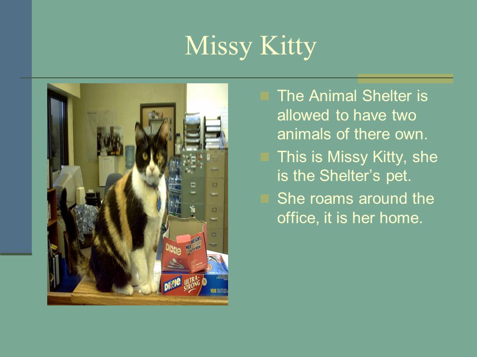 Missy Kitty The Animal Shelter is allowed to have two animals of there own.