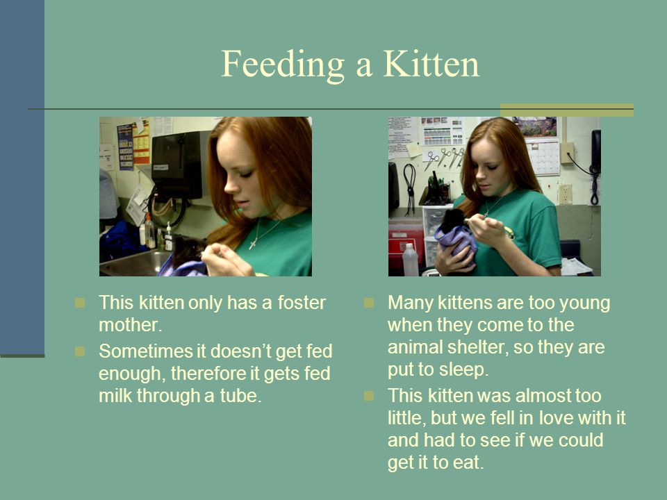 Feeding a Kitten This kitten only has a foster mother.