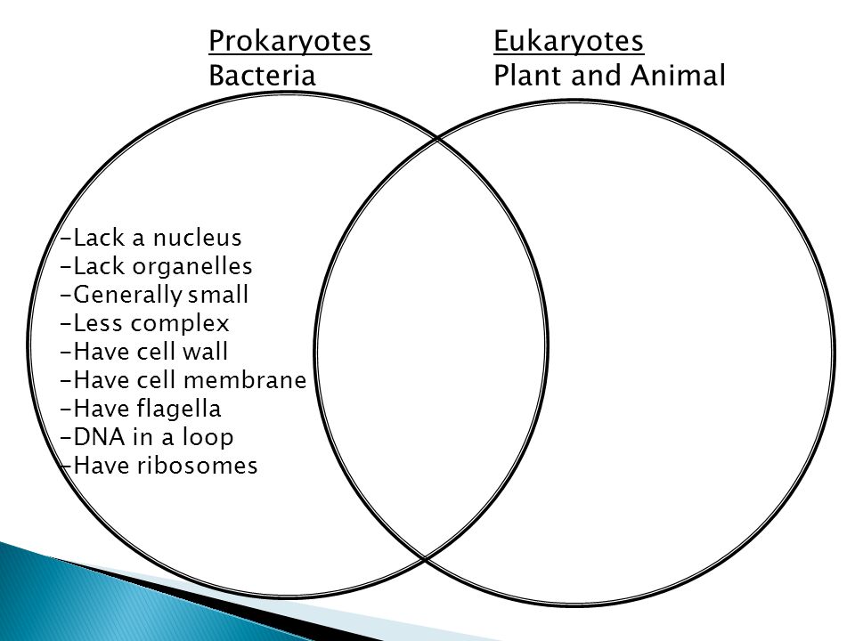Prokaryotes Bacteria Eukaryotes Plant and Animal -Lack a nucleus -Lack organelles -Generally small -Less complex -Have cell wall -Have cell membrane -Have flagella -DNA in a loop -Have ribosomes