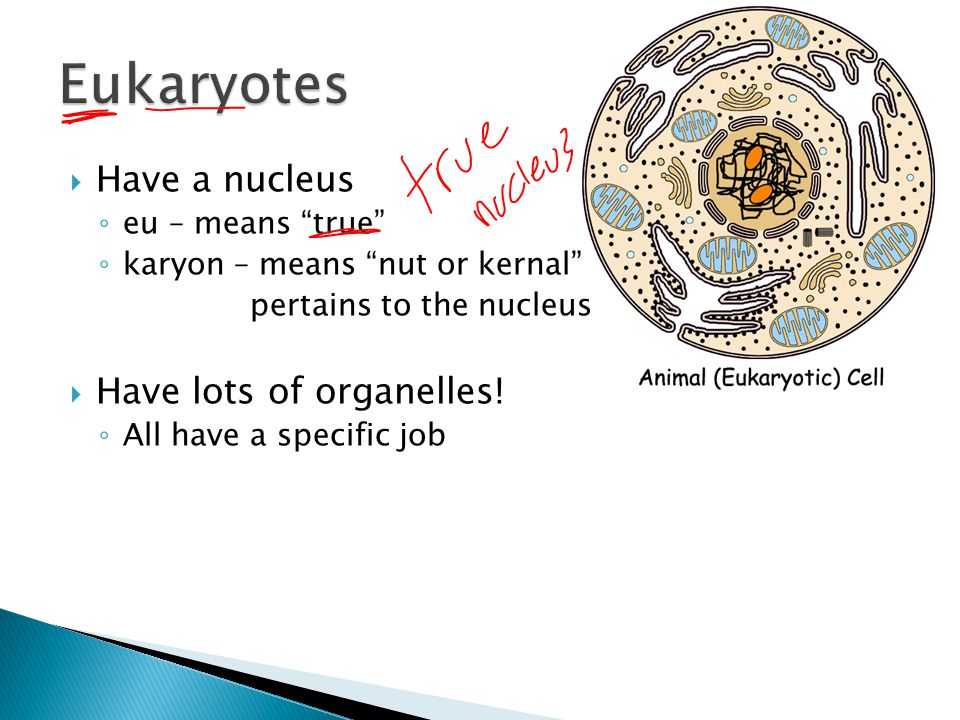  Have a nucleus ◦ eu – means true ◦ karyon – means nut or kernal pertains to the nucleus  Have lots of organelles.