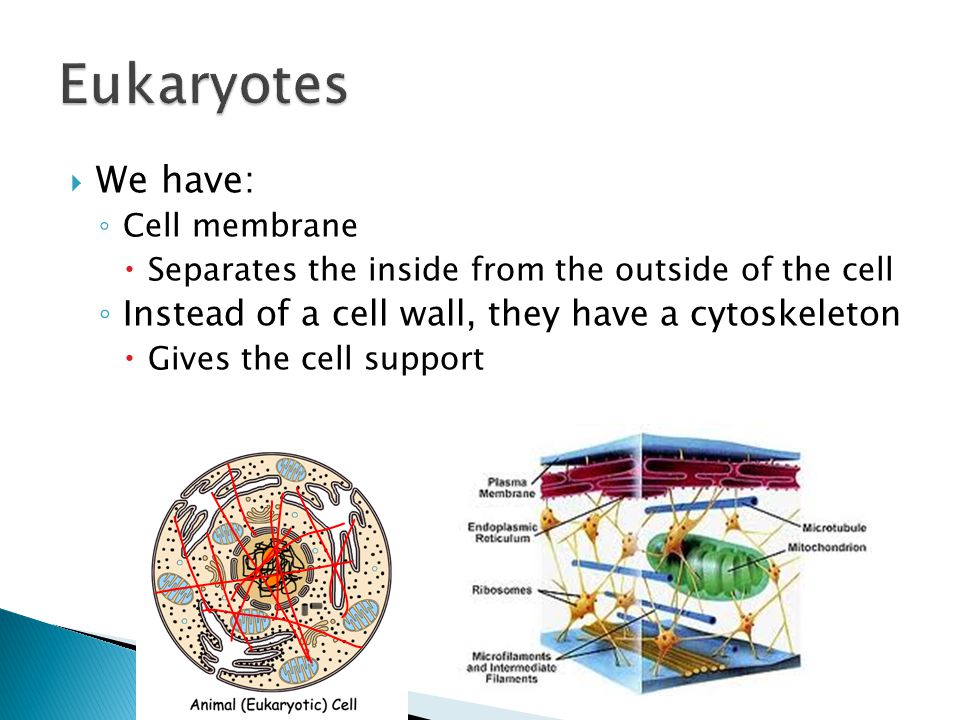  We have: ◦ Cell membrane  Separates the inside from the outside of the cell ◦ Instead of a cell wall, they have a cytoskeleton  Gives the cell support