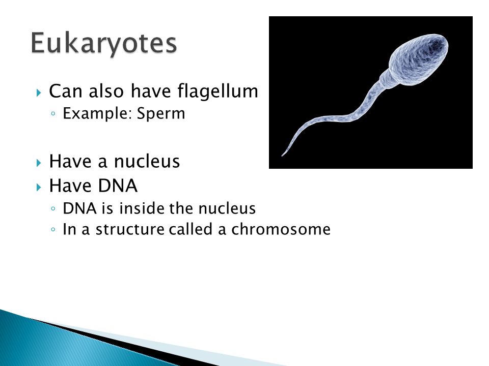  Can also have flagellum ◦ Example: Sperm  Have a nucleus  Have DNA ◦ DNA is inside the nucleus ◦ In a structure called a chromosome