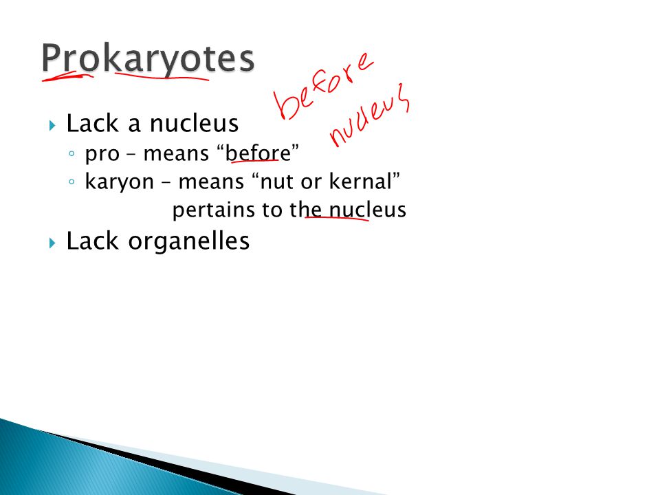  Lack a nucleus ◦ pro – means before ◦ karyon – means nut or kernal pertains to the nucleus  Lack organelles