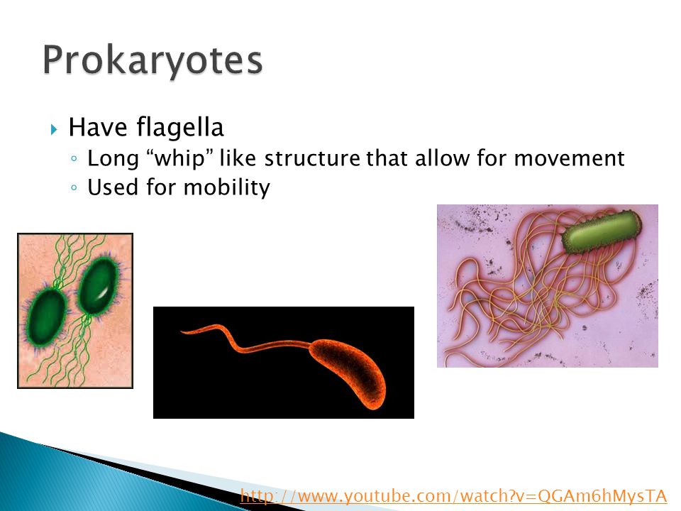  Have flagella ◦ Long whip like structure that allow for movement ◦ Used for mobility   v=QGAm6hMysTA