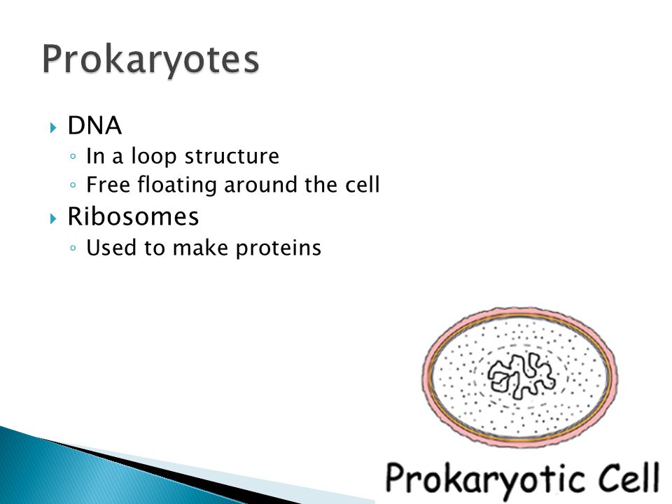  DNA ◦ In a loop structure ◦ Free floating around the cell  Ribosomes ◦ Used to make proteins