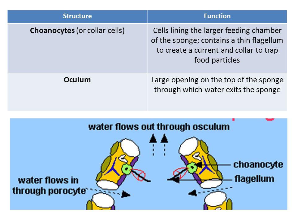 StructureFunction Choanocytes (or collar cells)Cells lining the larger feeding chamber of the sponge; contains a thin flagellum to create a current and collar to trap food particles OculumLarge opening on the top of the sponge through which water exits the sponge