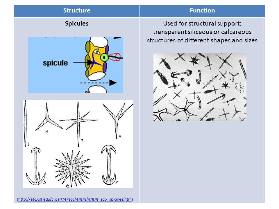 StructureFunction Spicules (  Used for structural support; transparent siliceous or calcareous structures of different shapes and sizes