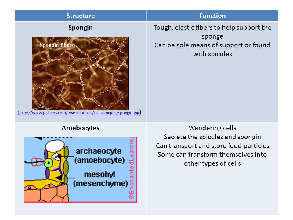 StructureFunction Spongin (  )  Tough, elastic fibers to help support the sponge Can be sole means of support or found with spicules AmebocytesWandering cells Secrete the spicules and spongin Can transport and store food particles Some can transform themselves into other types of cells