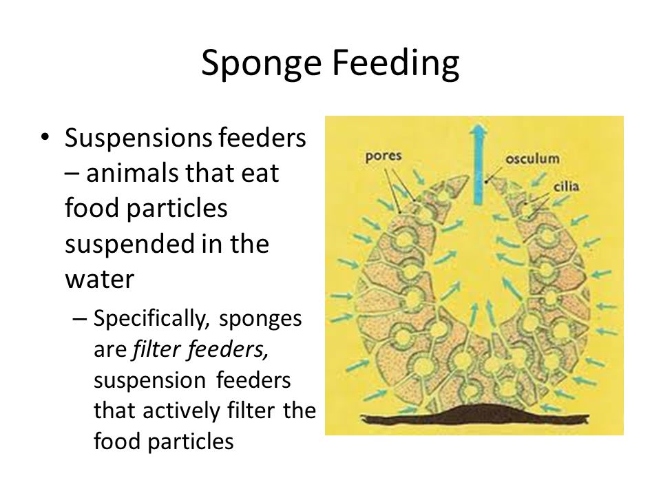 Sponge Feeding Suspensions feeders – animals that eat food particles suspended in the water – Specifically, sponges are filter feeders, suspension feeders that actively filter the food particles