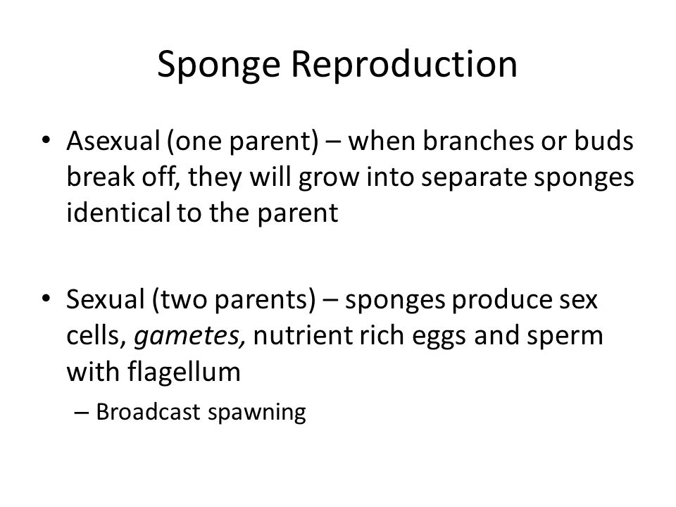 Sponge Reproduction Asexual (one parent) – when branches or buds break off, they will grow into separate sponges identical to the parent Sexual (two parents) – sponges produce sex cells, gametes, nutrient rich eggs and sperm with flagellum – Broadcast spawning