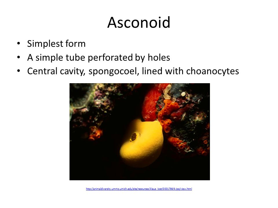 Asconoid Simplest form A simple tube perforated by holes Central cavity, spongocoel, lined with choanocytes