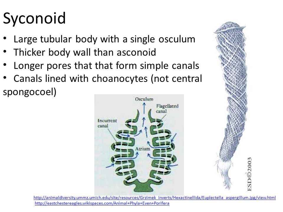 Syconoid Large tubular body with a single osculum Thicker body wall than asconoid Longer pores that that form simple canals Canals lined with choanocytes (not central spongocoel)