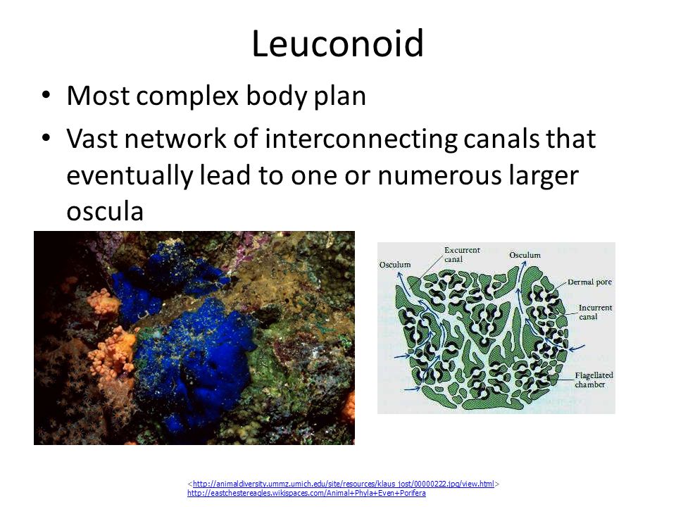 Leuconoid Most complex body plan Vast network of interconnecting canals that eventually lead to one or numerous larger oscula