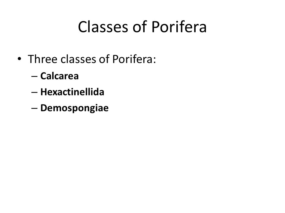 Classes of Porifera Three classes of Porifera: – Calcarea – Hexactinellida – Demospongiae