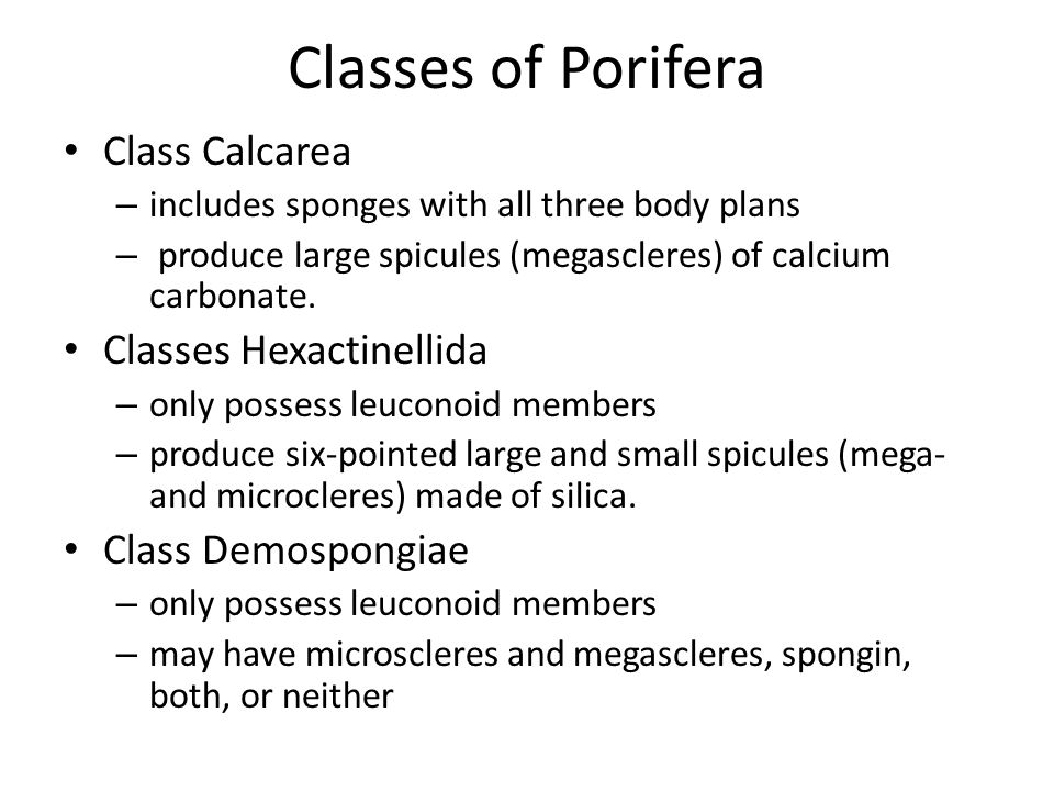 Classes of Porifera Class Calcarea – includes sponges with all three body plans – produce large spicules (megascleres) of calcium carbonate.
