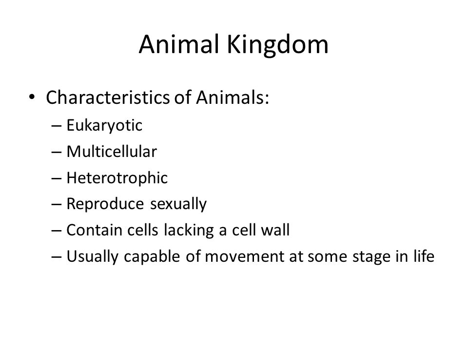 Animal Kingdom Characteristics of Animals: – Eukaryotic – Multicellular – Heterotrophic – Reproduce sexually – Contain cells lacking a cell wall – Usually capable of movement at some stage in life