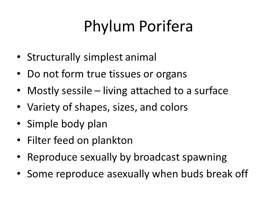 Phylum Porifera Structurally simplest animal Do not form true tissues or organs Mostly sessile – living attached to a surface Variety of shapes, sizes, and colors Simple body plan Filter feed on plankton Reproduce sexually by broadcast spawning Some reproduce asexually when buds break off