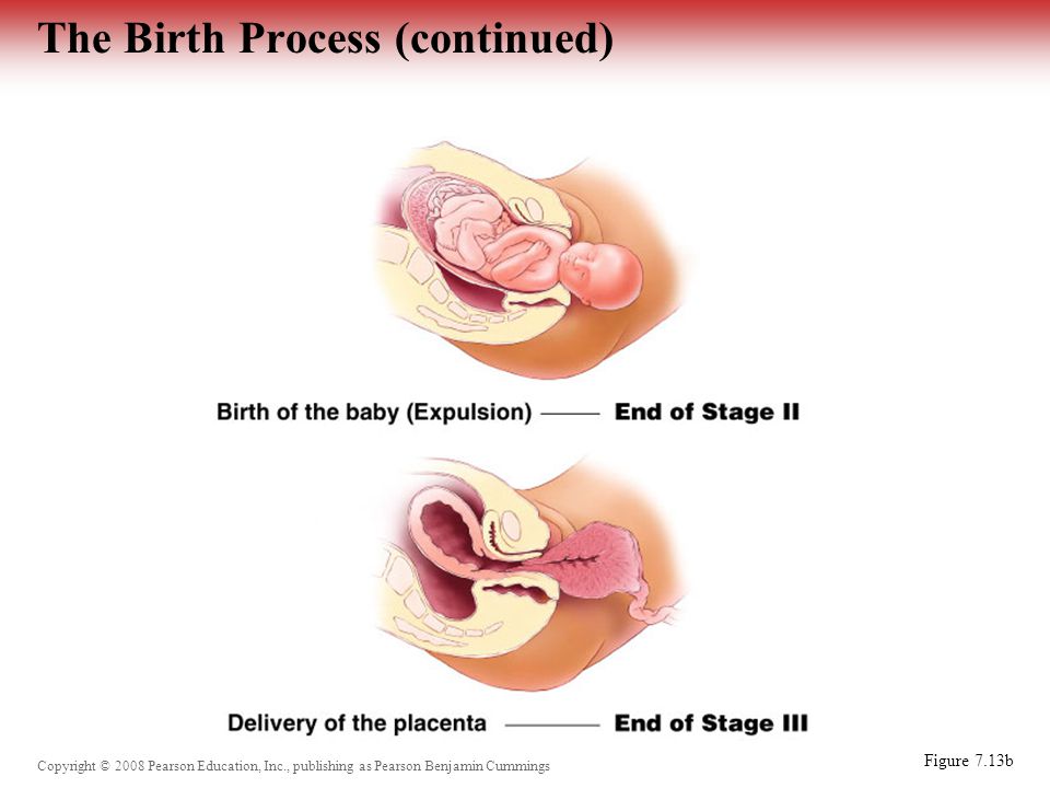 Copyright © 2008 Pearson Education, Inc., publishing as Pearson Benjamin Cummings The Birth Process (continued) Figure 7.13b