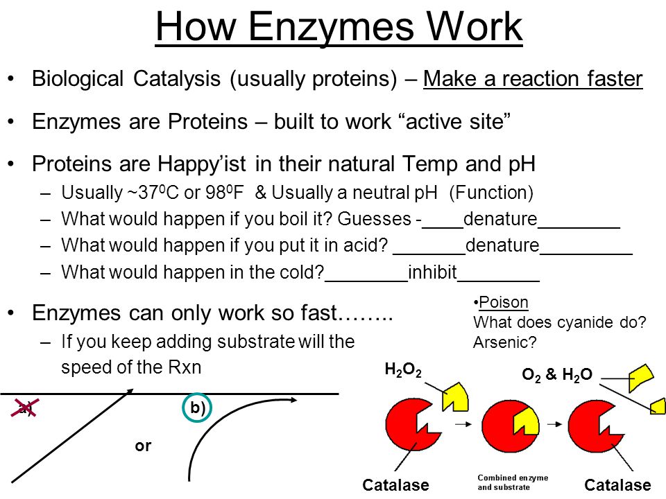 how enzymes work in the home and in industry essay essay Discuss the use of enzymes in pharmaceutical diagnostic occur which makes them of particular use in industry upon the use of enzymes in their work. how enzymes work in the home and in industry essay essay Discuss the use of enzymes in pharmaceutical diagnostic occur which makes them of particular use in industry upon the use of enzymes in their work.
