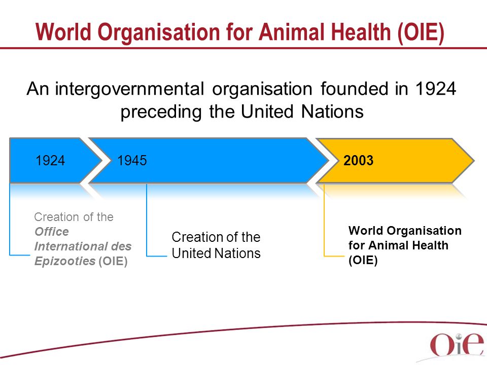 World Organisation for Animal Health (OIE) Creation of the Office International des Epizooties (OIE) World Organisation for Animal Health (OIE) Creation of the United Nations An intergovernmental organisation founded in 1924 preceding the United Nations