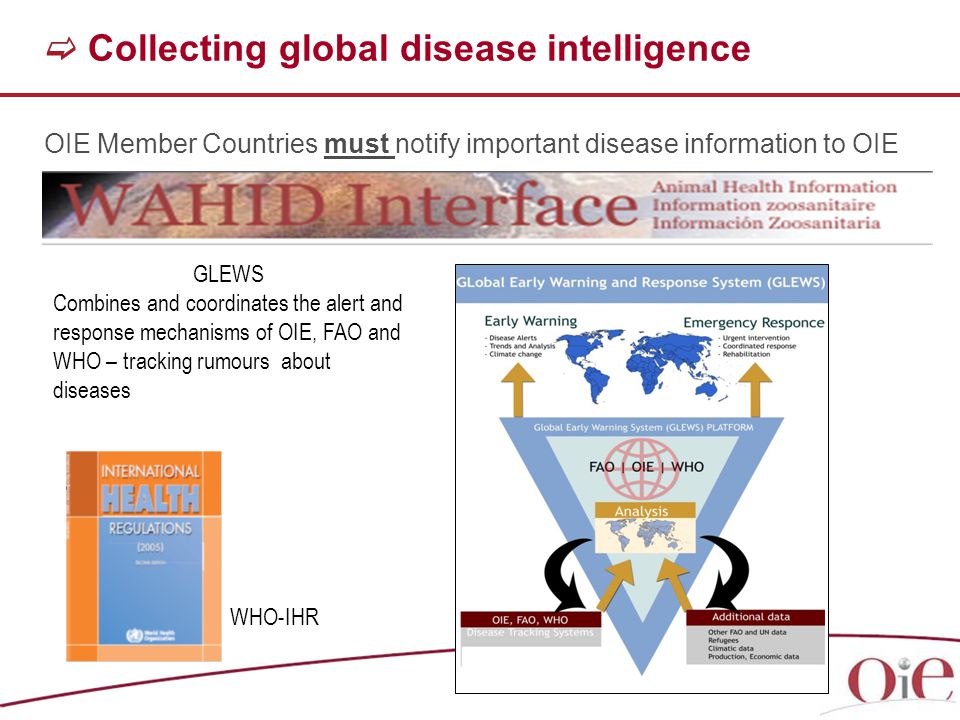   Collecting global disease intelligence OIE Member Countries must notify important disease information to OIE GLEWS Combines and coordinates the alert and response mechanisms of OIE, FAO and WHO – tracking rumours about diseases WHO-IHR