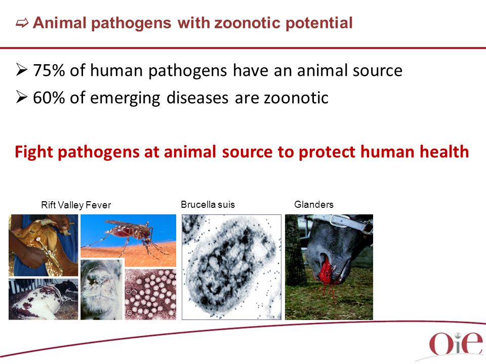   75% of human pathogens have an animal source   60% of emerging diseases are zoonotic Fight pathogens at animal source to protect human health  Animal pathogens with zoonotic potential Brucella suisGlanders Rift Valley Fever