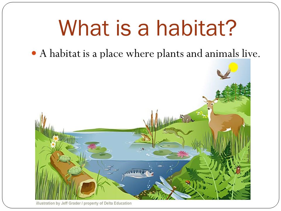 What is a habitat A habitat is a place where plants and animals live.