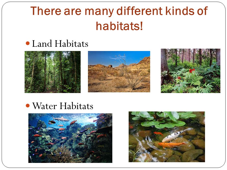 There are many different kinds of habitats! Land Habitats Water Habitats