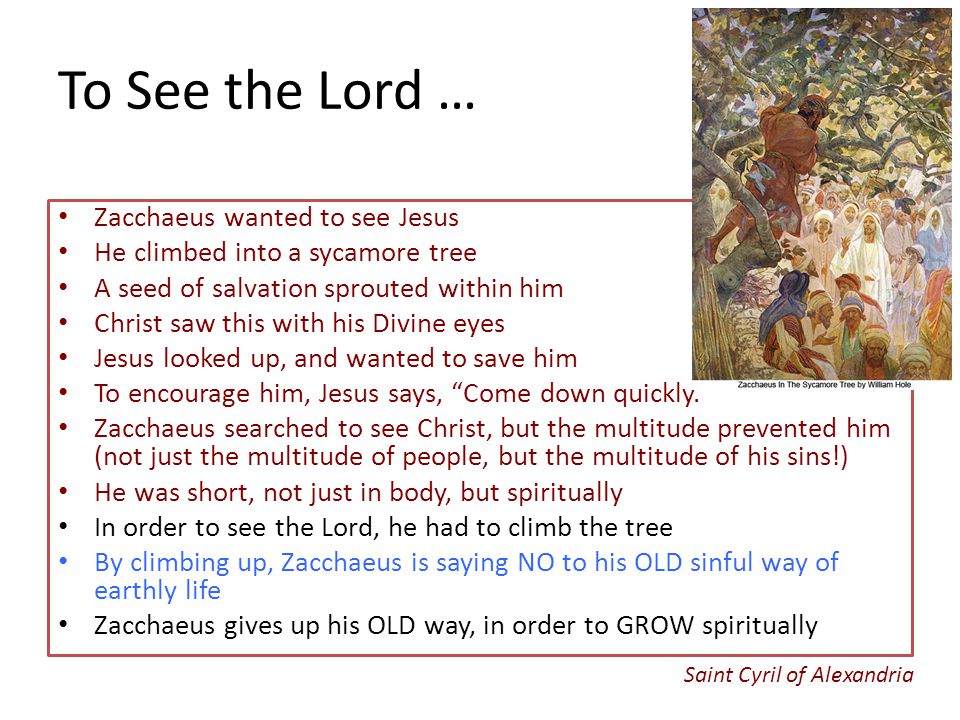To See the Lord … Zacchaeus wanted to see Jesus He climbed into a sycamore tree A seed of salvation sprouted within him Christ saw this with his Divine eyes Jesus looked up, and wanted to save him To encourage him, Jesus says, Come down quickly. Zacchaeus searched to see Christ, but the multitude prevented him (not just the multitude of people, but the multitude of his sins!) He was short, not just in body, but spiritually In order to see the Lord, he had to climb the tree By climbing up, Zacchaeus is saying NO to his OLD sinful way of earthly life Zacchaeus gives up his OLD way, in order to GROW spiritually Saint Cyril of Alexandria