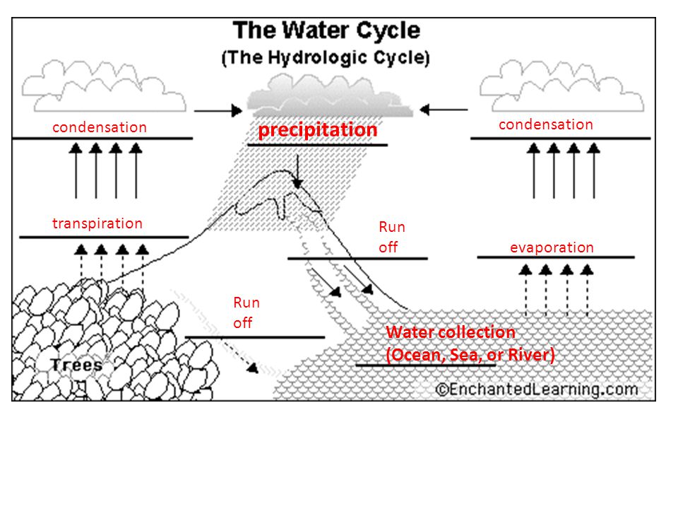 condensation transpiration precipitation condensation evaporation Run off Run off Water collection (Ocean, Sea, or River)
