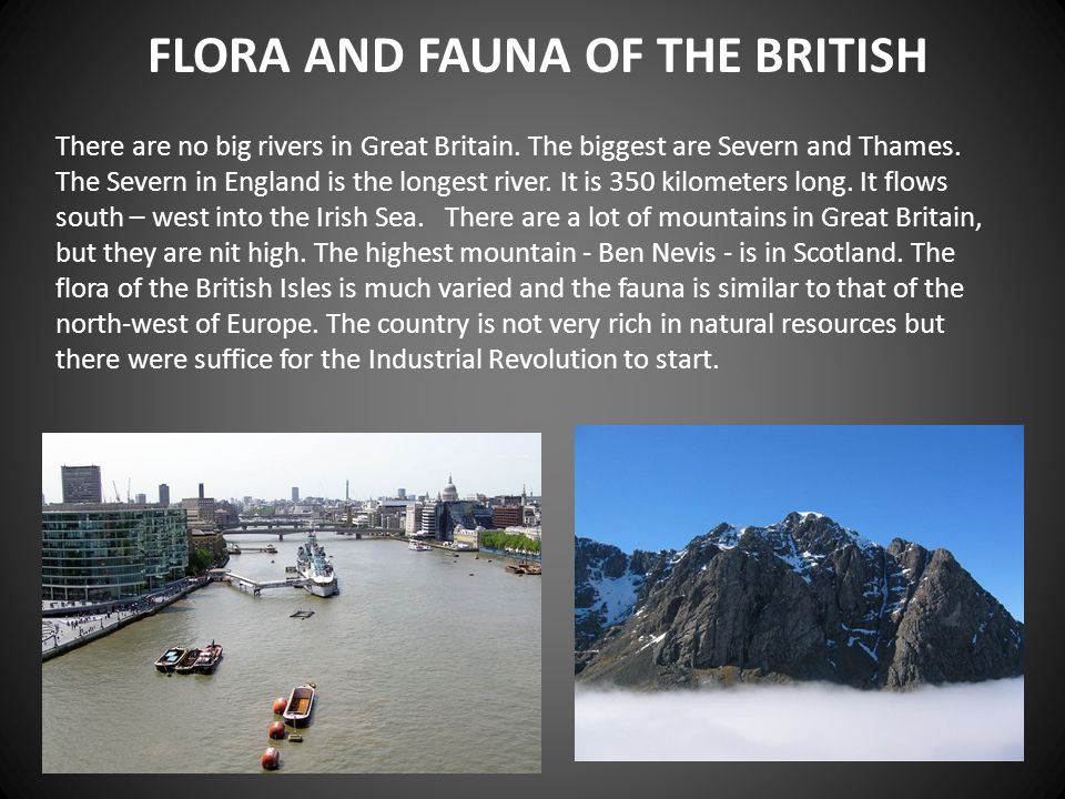 FLORA AND FAUNA OF THE BRITISH There are no big rivers in Great Britain.