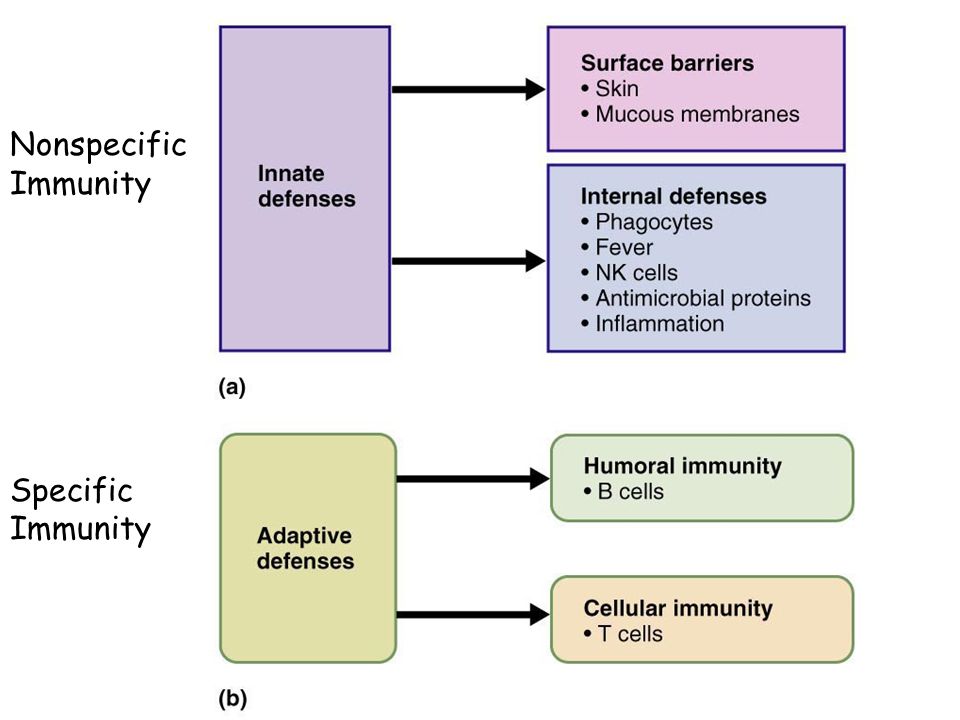 non specific immune response