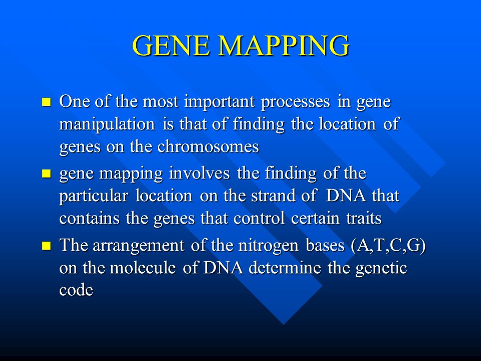 GENE MAPPING One of the most important processes in gene manipulation is that of finding the location of genes on the chromosomes One of the most important processes in gene manipulation is that of finding the location of genes on the chromosomes gene mapping involves the finding of the particular location on the strand of DNA that contains the genes that control certain traits gene mapping involves the finding of the particular location on the strand of DNA that contains the genes that control certain traits The arrangement of the nitrogen bases (A,T,C,G) on the molecule of DNA determine the genetic code The arrangement of the nitrogen bases (A,T,C,G) on the molecule of DNA determine the genetic code