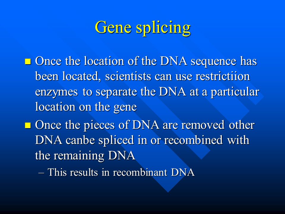 Gene splicing Once the location of the DNA sequence has been located, scientists can use restrictiion enzymes to separate the DNA at a particular location on the gene Once the location of the DNA sequence has been located, scientists can use restrictiion enzymes to separate the DNA at a particular location on the gene Once the pieces of DNA are removed other DNA canbe spliced in or recombined with the remaining DNA Once the pieces of DNA are removed other DNA canbe spliced in or recombined with the remaining DNA –This results in recombinant DNA