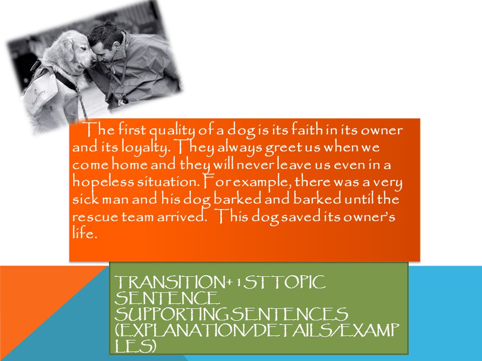 1 ST BODY PARAGPARH ; (1 ST POINT) TRANSITION+ 1ST TOPIC SENTENCE SUPPORTING SENTENCES (EXPLANATION/DETAILS/EXAMP LES) The first quality of a dog is its faith in its ownerand its loyalty.