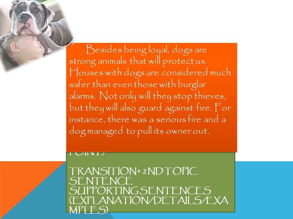 2 ND BODY PARAGPARH ; (2ND POINT) TRANSITION+ 2ND TOPIC SENTENCE SUPPORTING SENTENCES (EXPLANATION/DETAILS/EXA MPLES) Besides being loyal, dogs are strong animals that will protect us.