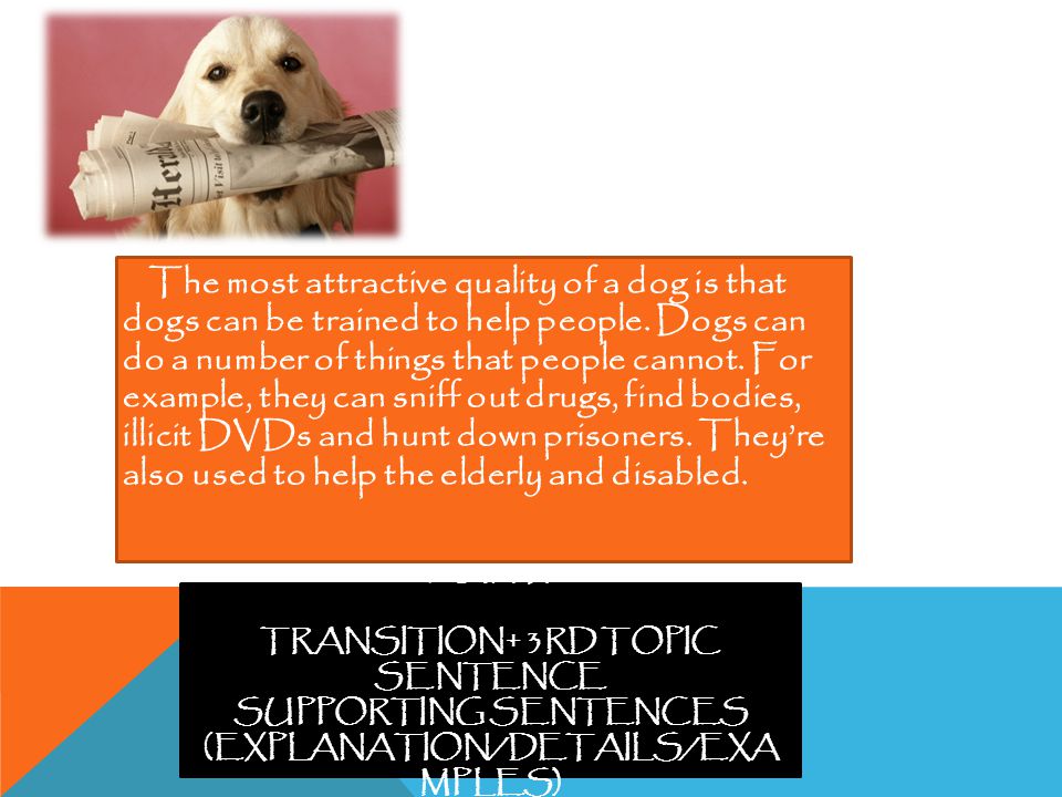 3RD BODY PARAGPARH ; (3RD POINT) TRANSITION+ 3RD TOPIC SENTENCE SUPPORTING SENTENCES (EXPLANATION/DETAILS/EXA MPLES) The most attractive quality of a dog is that dogs can be trained to help people.
