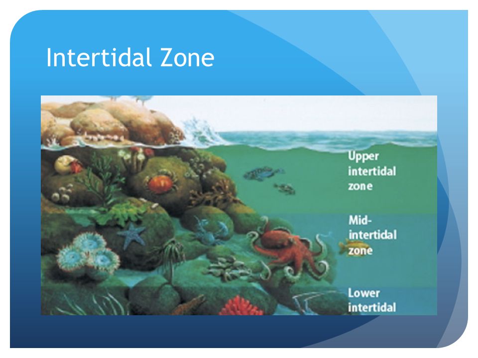 Ocean Zones - In the Ocean- Aquatic Science