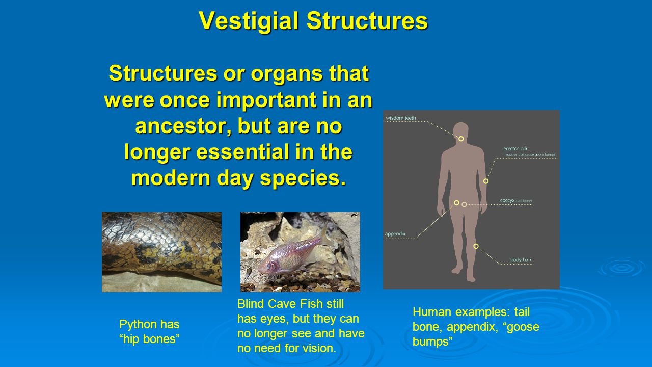 vestigial structures vestigial structures